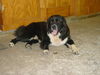 Fred(AKA Bear)