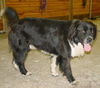 Fred(AKA Bear)