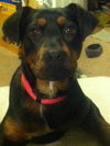 Macey