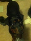 Macey