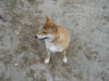 Foxy Cleopatra (now Maya)