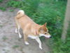 Foxy Cleopatra (now Maya)
