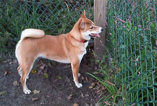 Foxy Cleopatra (now Maya)
