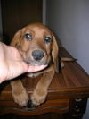 Sadie