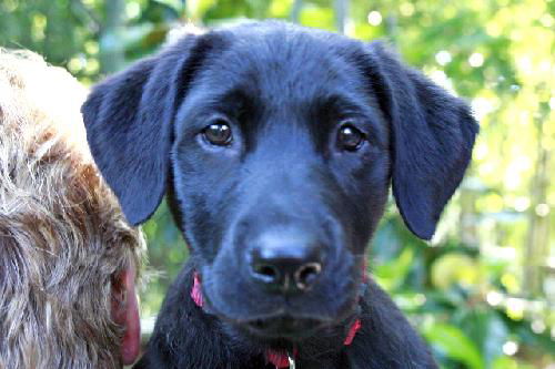 Heidi