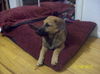 Phoebe