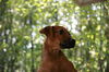 Penny