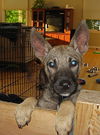Carmen (aka: Dolly)