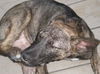 Carmen (aka: Dolly)