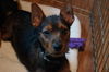Bolito aka Buster Brown