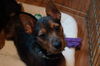 Bolito aka Buster Brown