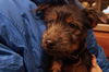 Scruffy