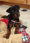 Rosalita aka Rosie