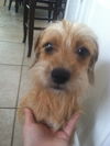 Polly