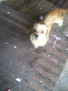 Polly