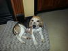 Maggie