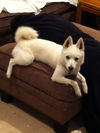 Jake