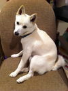 Jake