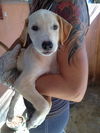 Jacky