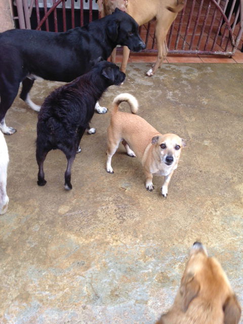 Manuel - Needs Foster