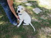 Cassius aka: Hooper