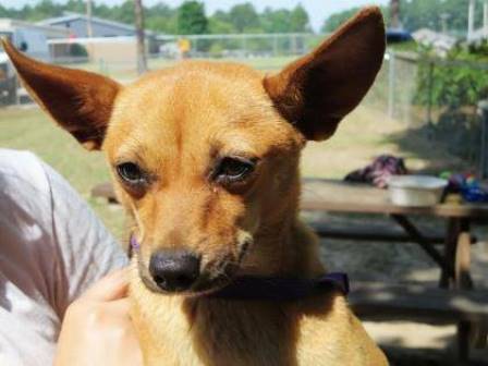 Allyce - Has a Foster Home