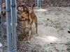 Allyce - Has a Foster Home