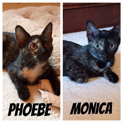 Phoebe
