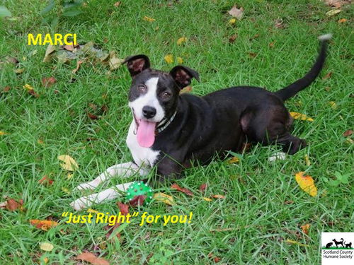 Marci - Courtesy Listing