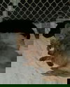 Chamo