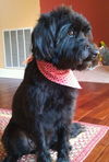 Maggie - Courtesy Posting