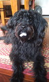 Maggie - Courtesy Posting