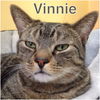 Vinnie