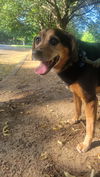 Yoda - Yes! I'm Handsome!