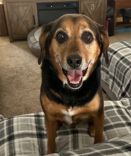adoptable Dog in Oakhurst, NJ named Yoda - Yes! I'm Handsome!