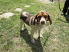 Carmie