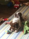 Carmie