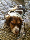 Carmie