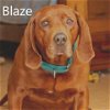 adoptable Dog in  named Blaze