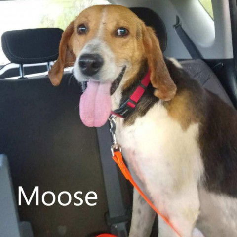 Moose