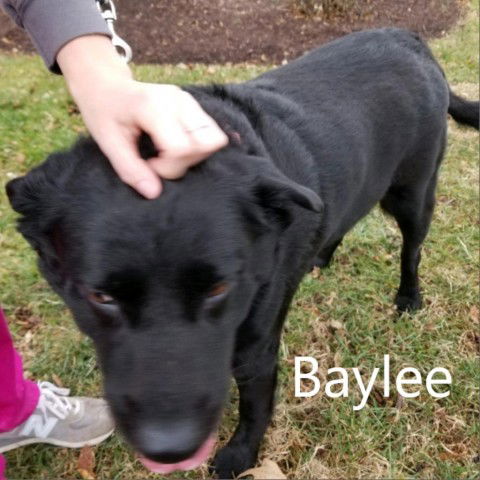 adoptable Dog in Chatham, VA named Baylee (Bailey)