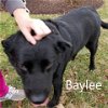 adoptable Dog in  named Baylee (Bailey)