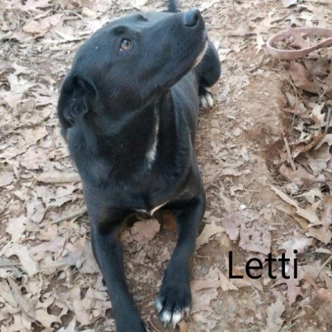 adoptable Dog in Chatham, VA named Letti