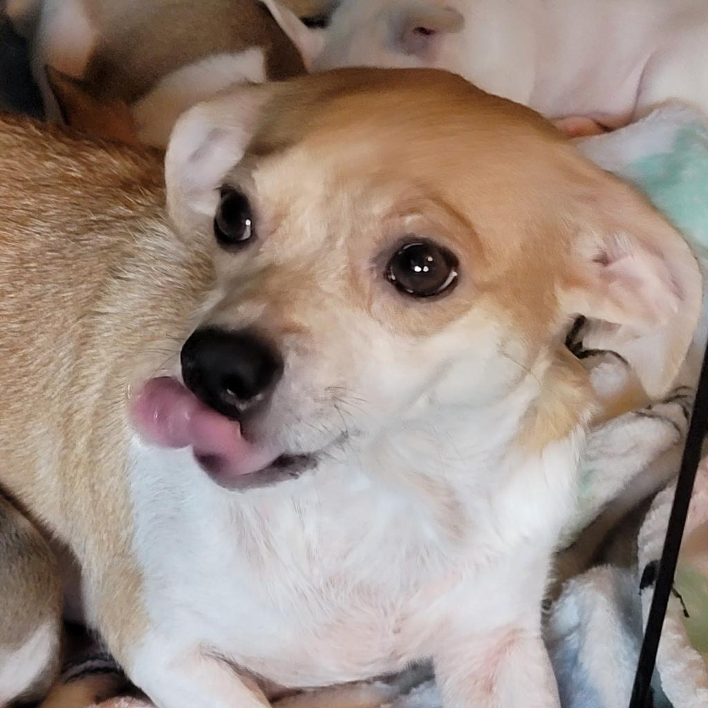 Dog for Adoption Dolly, a Chihuahua in Roanoke County, VA Alpha Paw