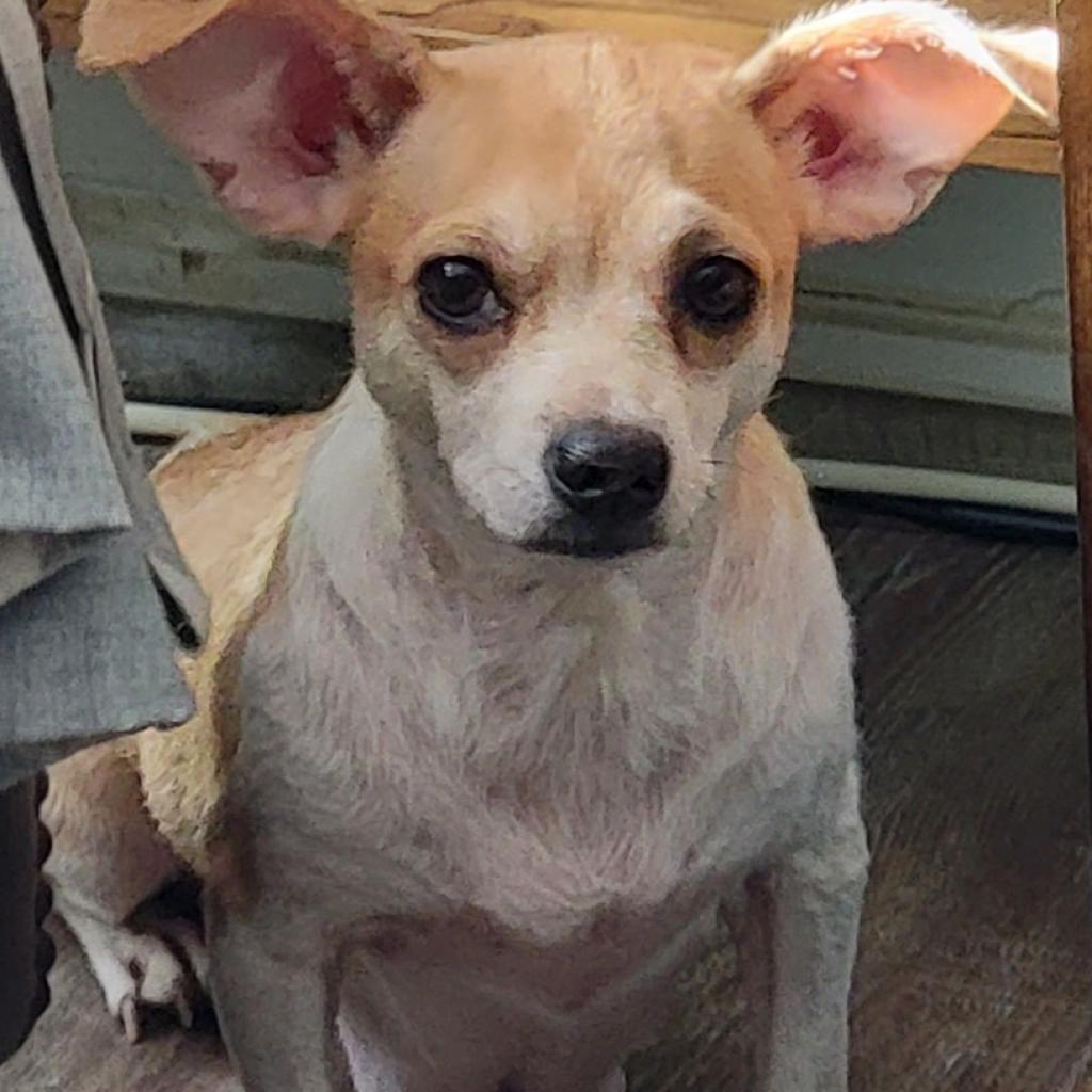 Dog for Adoption Dolly, a Chihuahua in Roanoke County, VA Alpha Paw