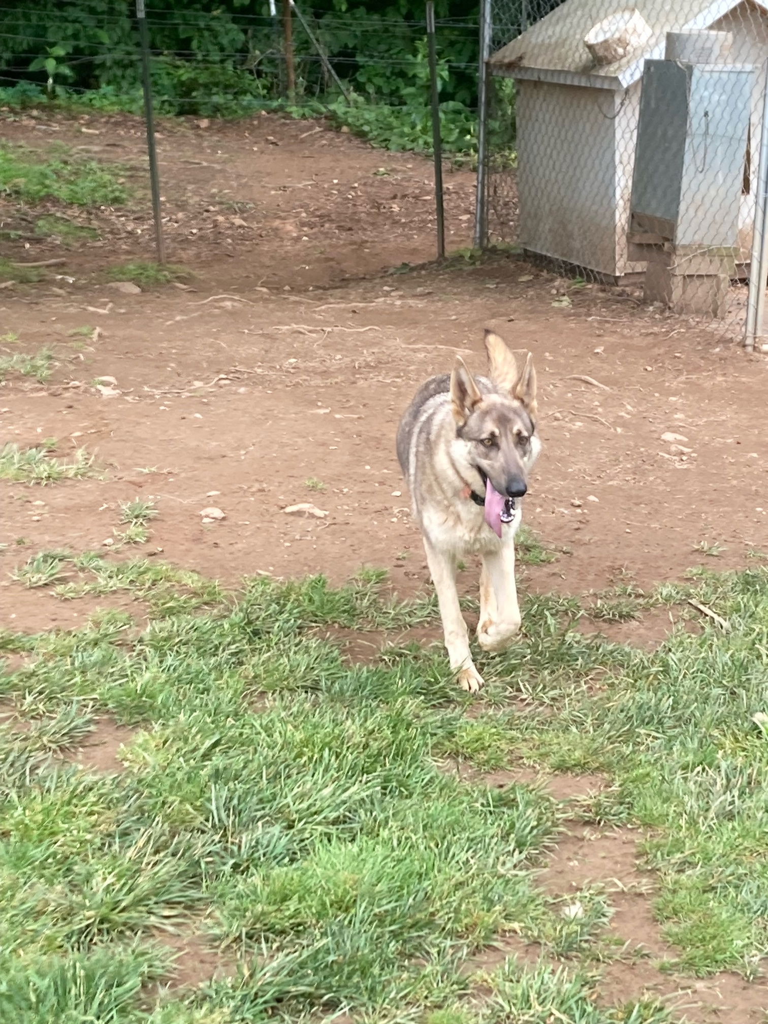 adoptable Dog in Chatham, VA named Queen