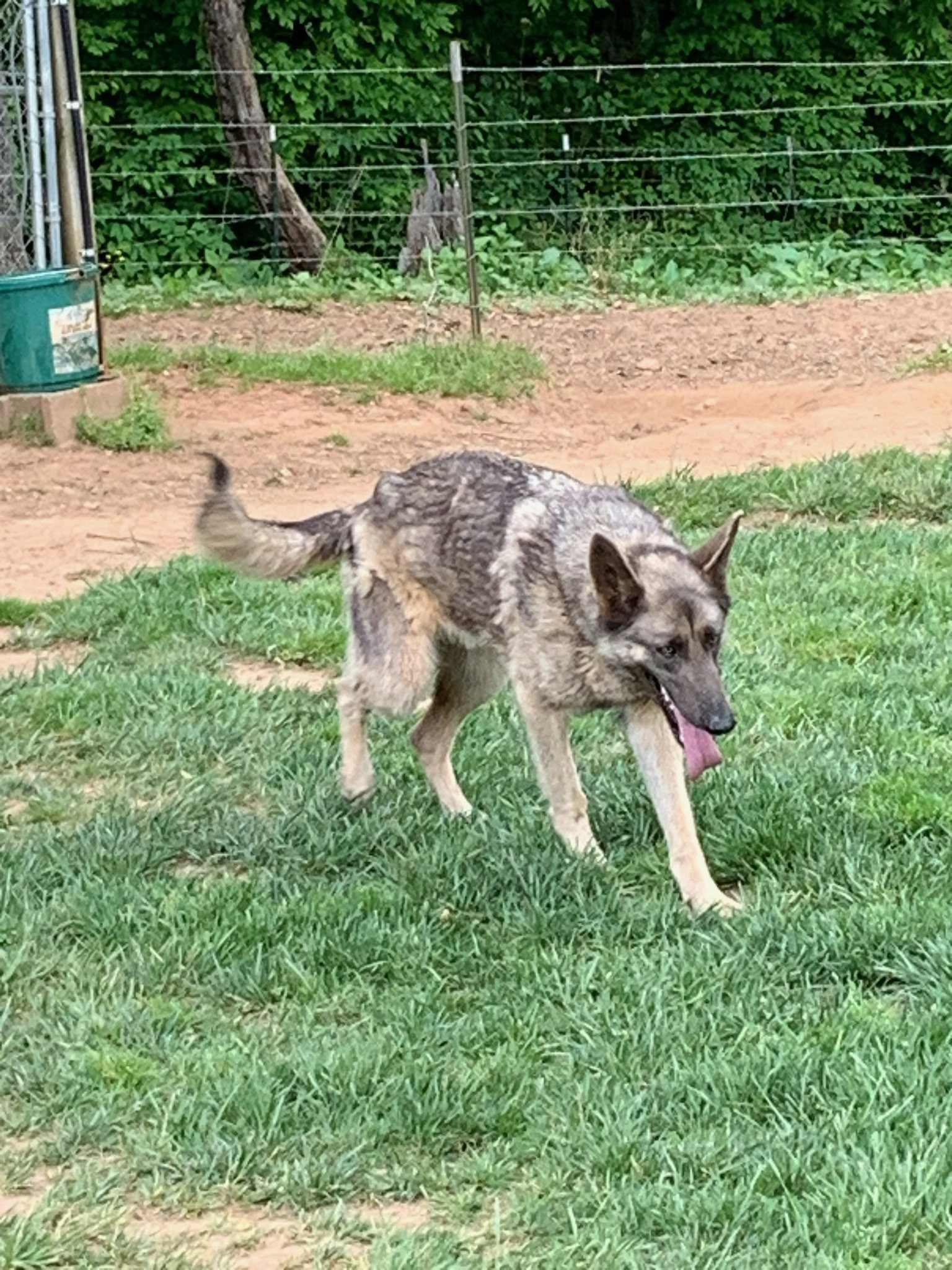 Dog for Adoption King, a German Shepherd Dog in Rocky Mount, VA
