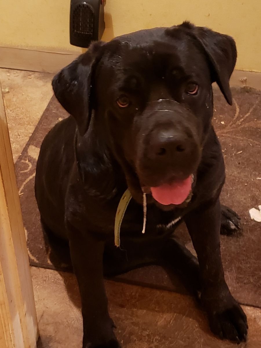 adoptable Dog in Chatham, VA named Juno and Dahlia