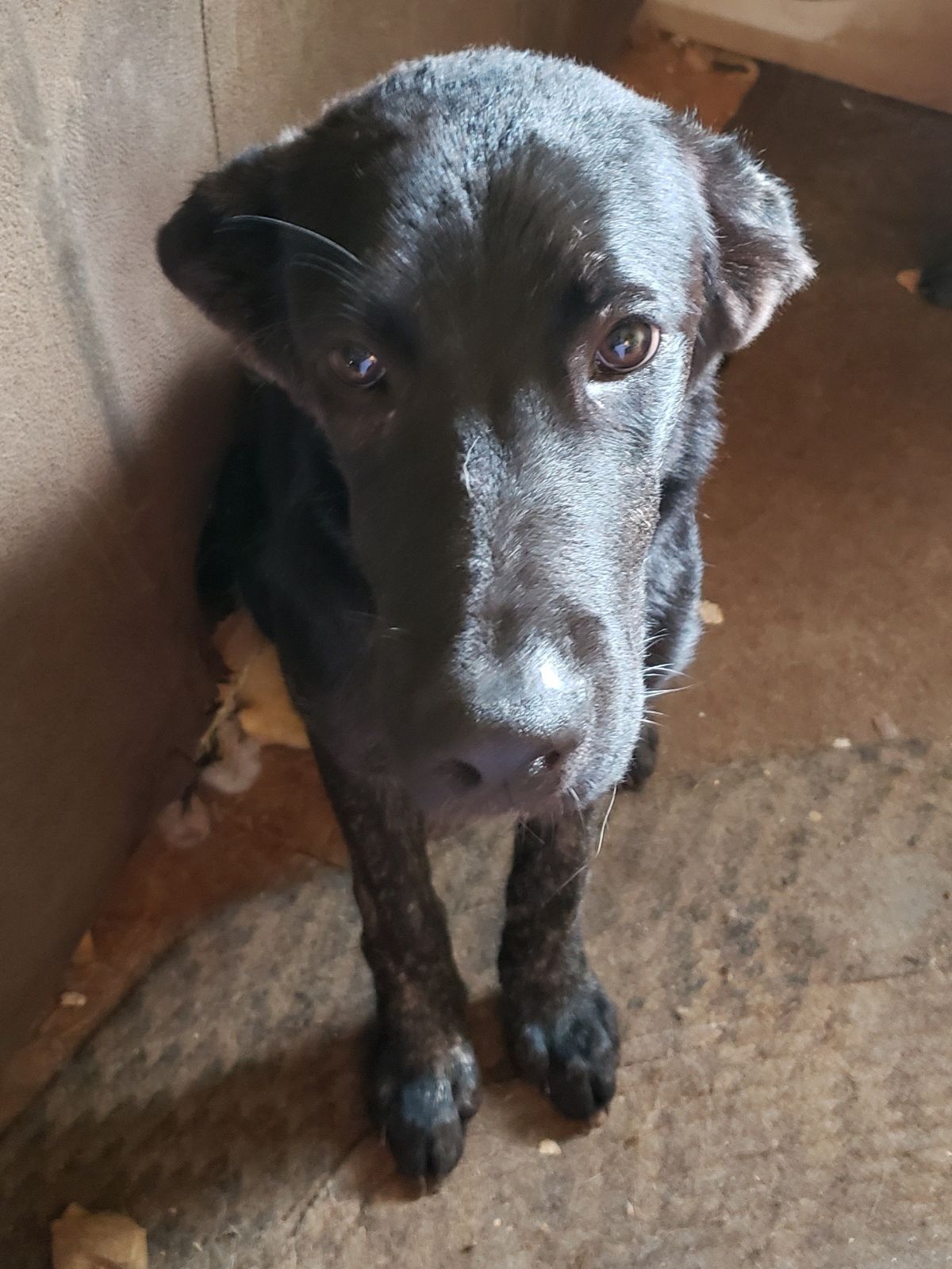 adoptable Dog in Chatham, VA named Chase and Bubba