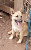 adoptable Dog in , VA named Hans